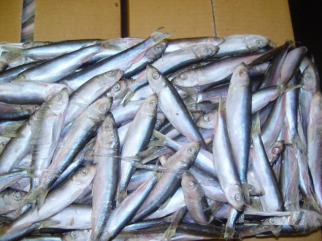 Baltic herring Baltic herring | Gallery